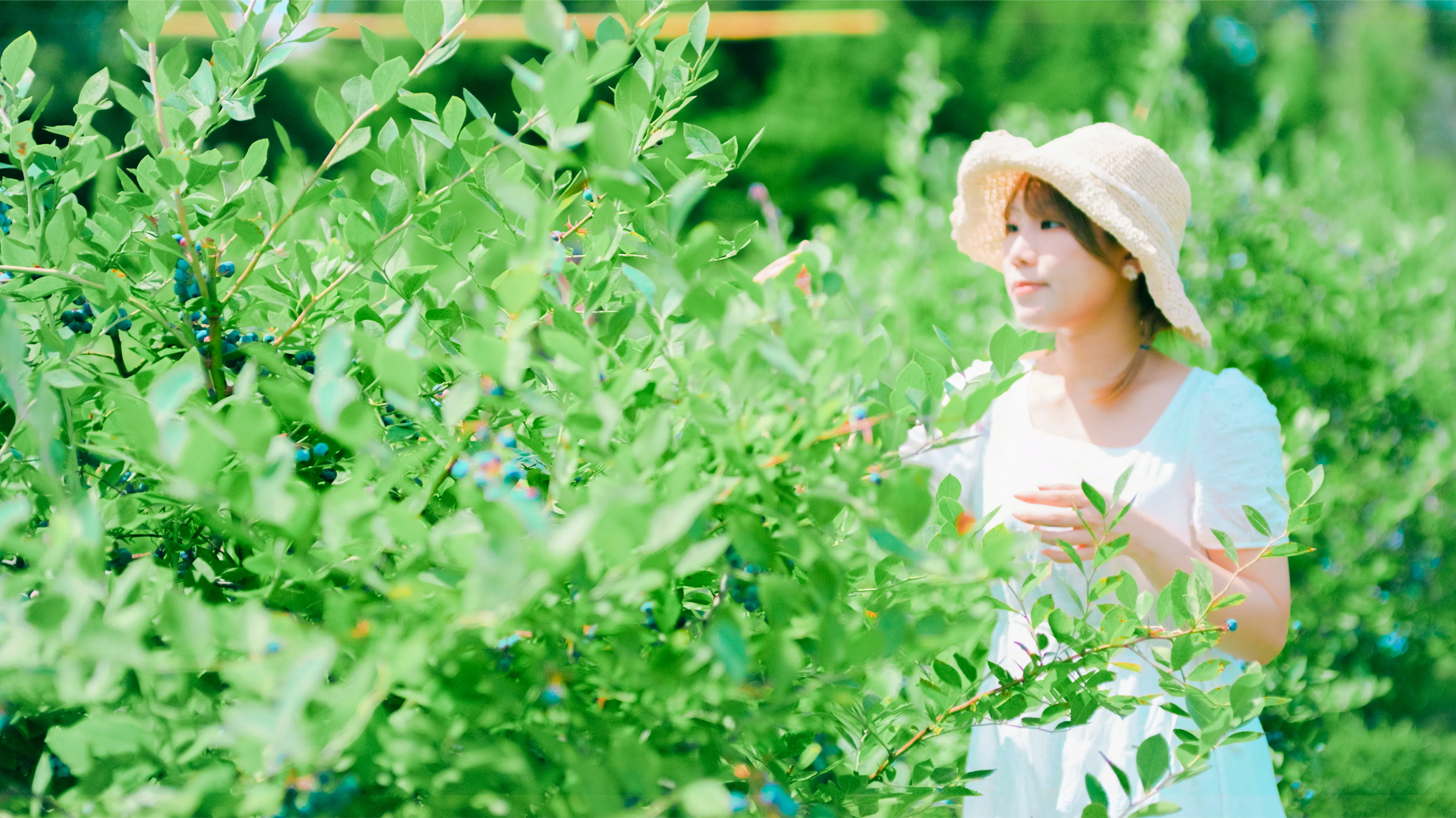 夏の光の中、ブルーベリーの木のそばに立つmidori